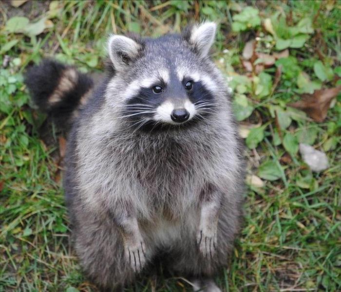 raccoon standing in grass